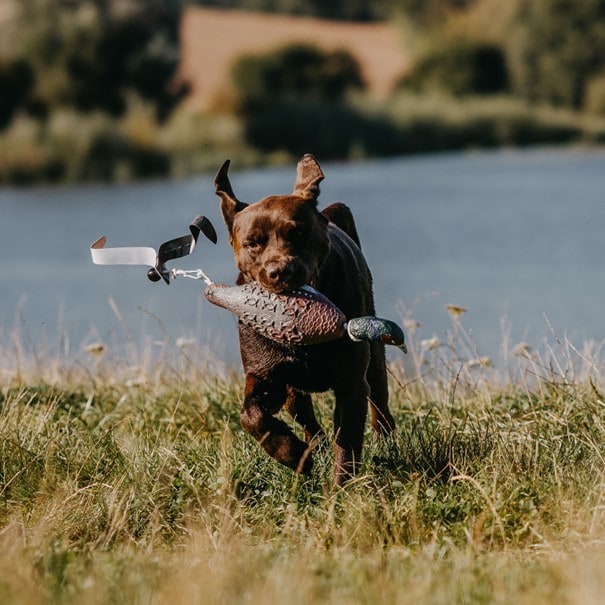 HP&G Training Tool Pheasant<br>Til trening av hund!