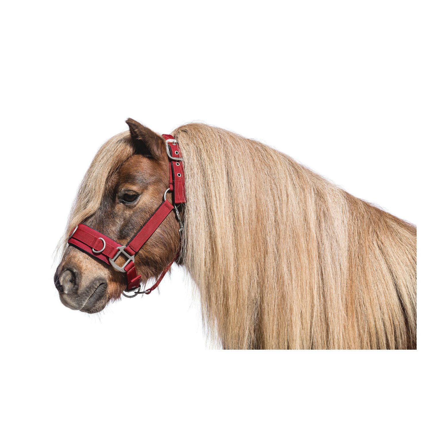 Horse-friends Longier- und Stallhalfter  - bordeaux