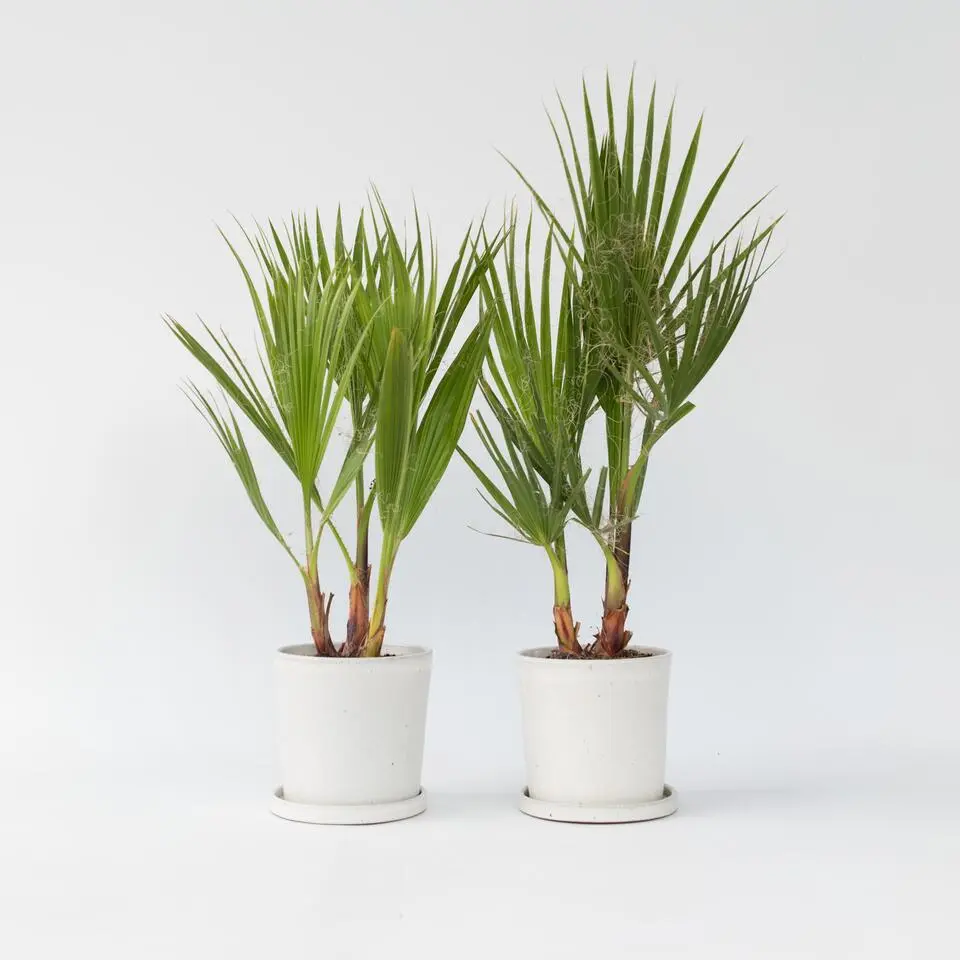 Mexicaanse waaierpalm - Set van 2 - Washingtonia - Hoogte 50-60cm - ⌀15cm