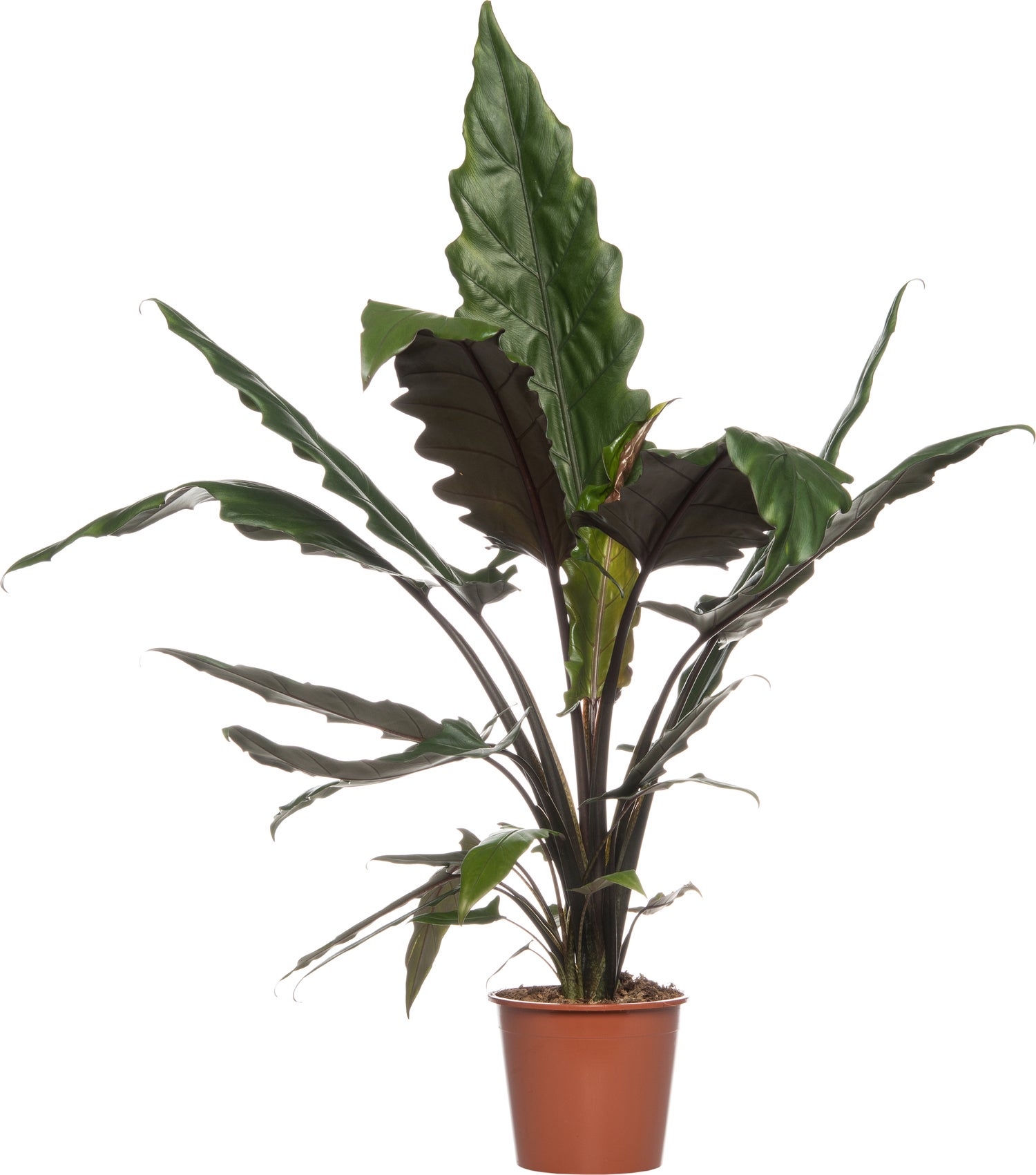 Olifantsoor (Alocasia lauterbachiana) D 19 H 75 cm