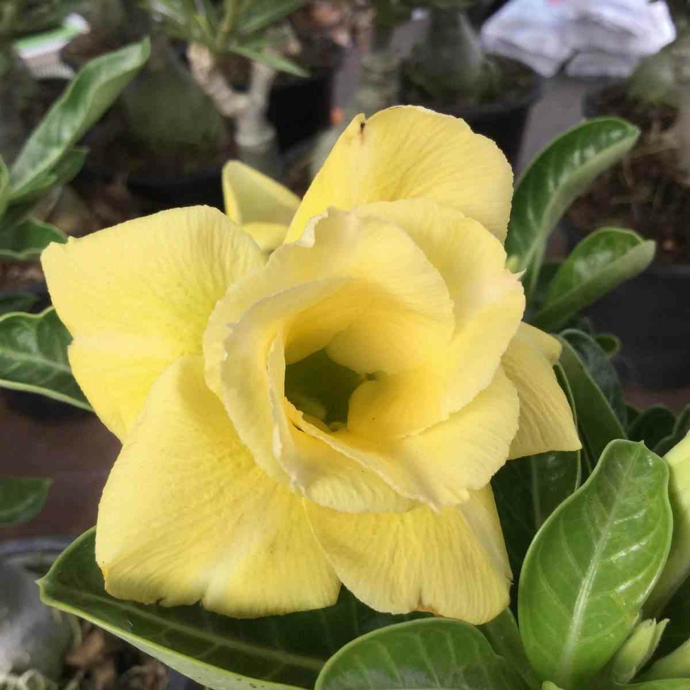 Adenium obesum cv.moon light jaune - taille caudex d'environ 2000g 25/30cm très gros caudex