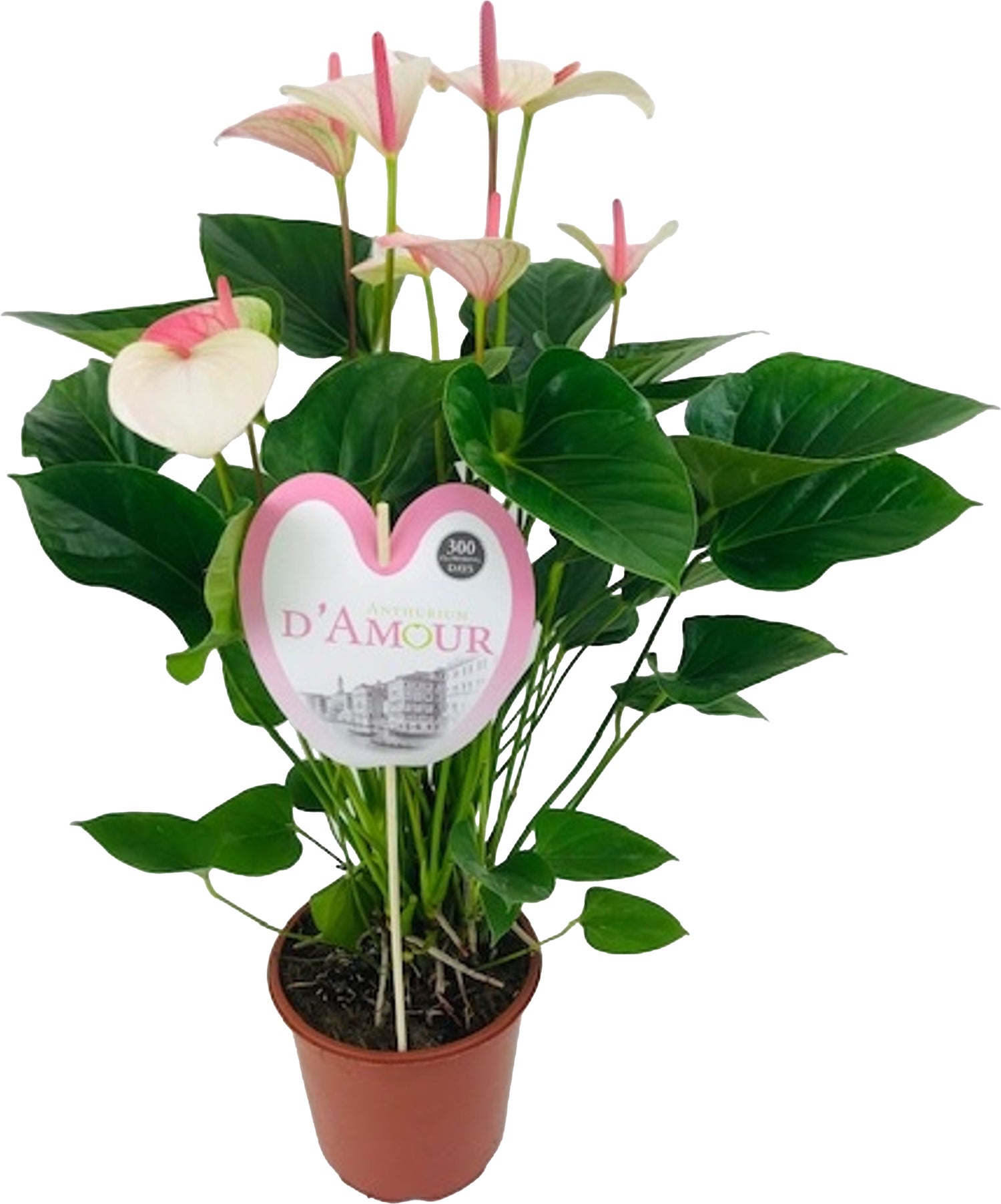 Flamingoplant (Anthurium andreanum 'Fantasy Love') D 21 H 75 cm
