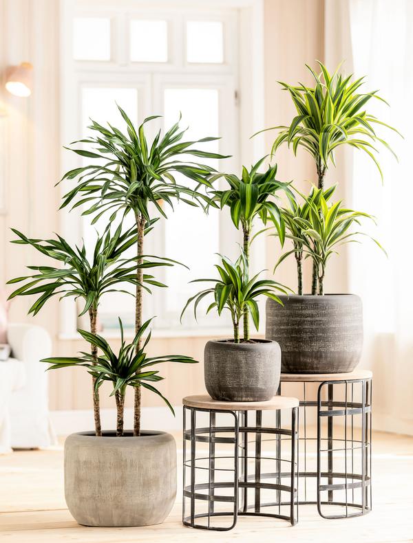 Drachenbaum - Dracaena fragrans 'Lemon Lime'
