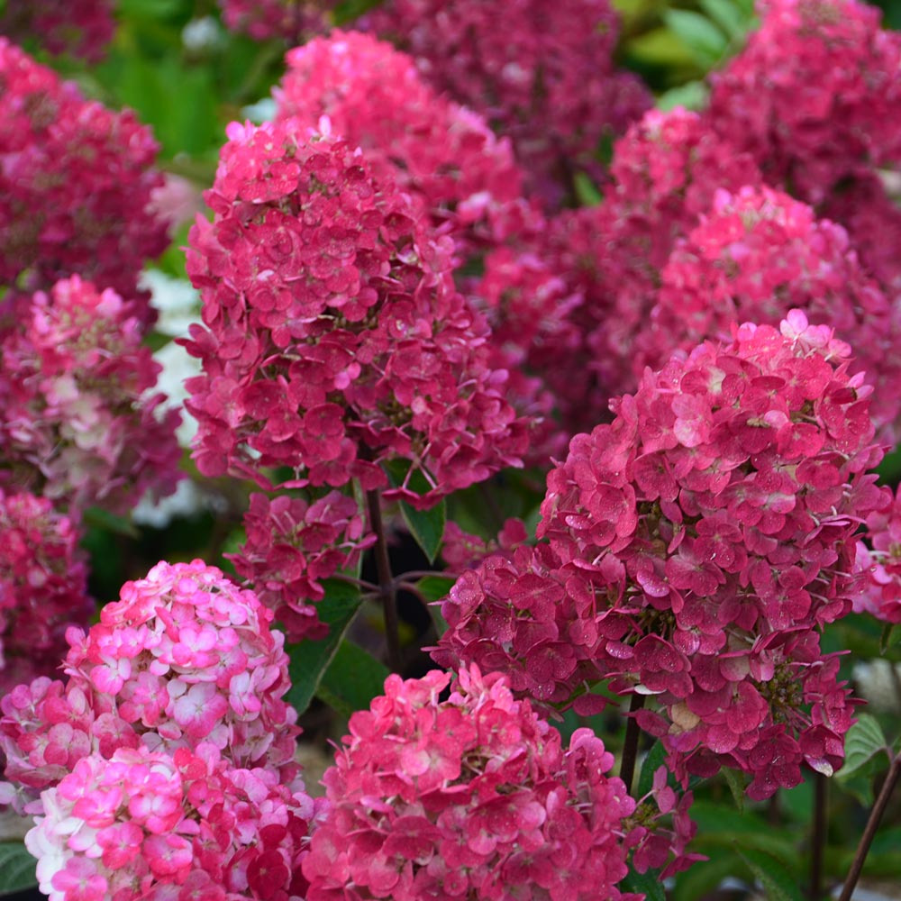 Hortensia paniculé ou hydrangea paniculata framboisine ® rensam le pot de 1.3l