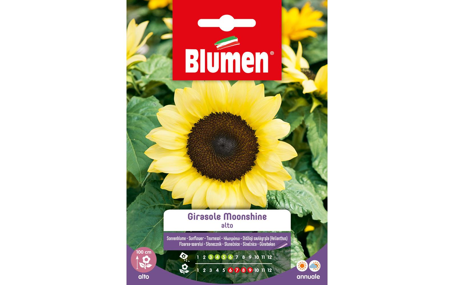 Saatgut Sonnenblume MoonshineBlumensamen
