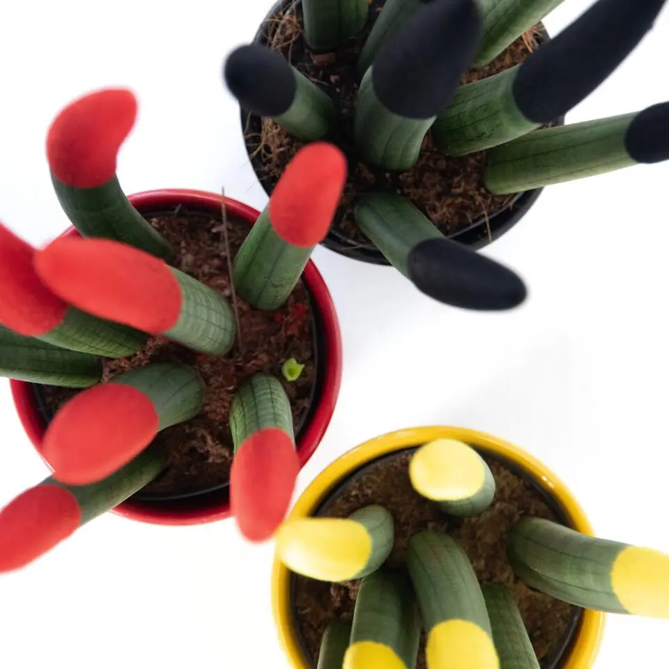 Vrouwentong - Set van 3 - Sansevieria cylindrica - Hoogte 20-40cm - ⌀9cm