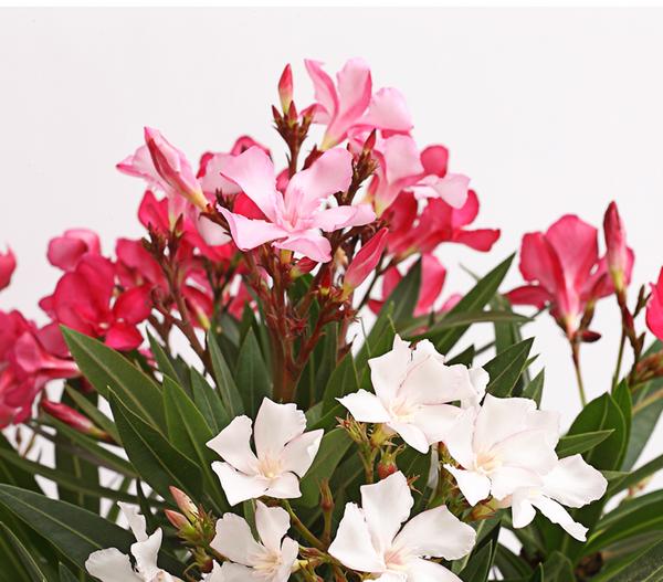 Oleander-Trio