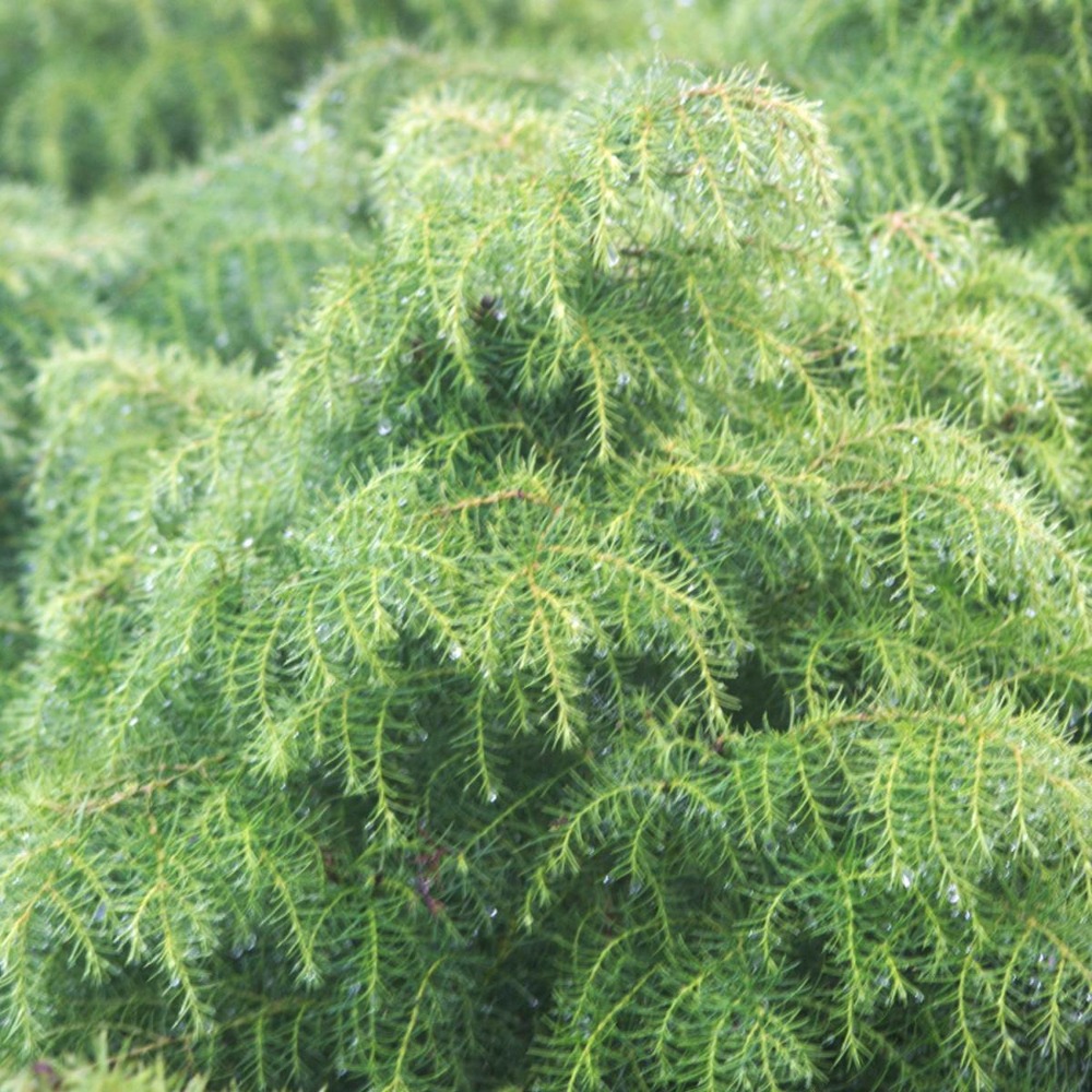 Cèdre du japon japonica elegans viridis/cryptomeria japonica elegans viridis[-]pot de 3l - 20/40 cm