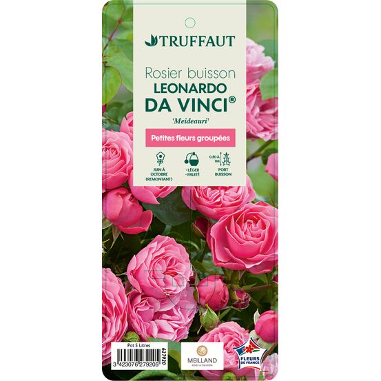 Rosier buisson 'Léonardo da Vinci®' (Meideauri) : pot de 5 litres