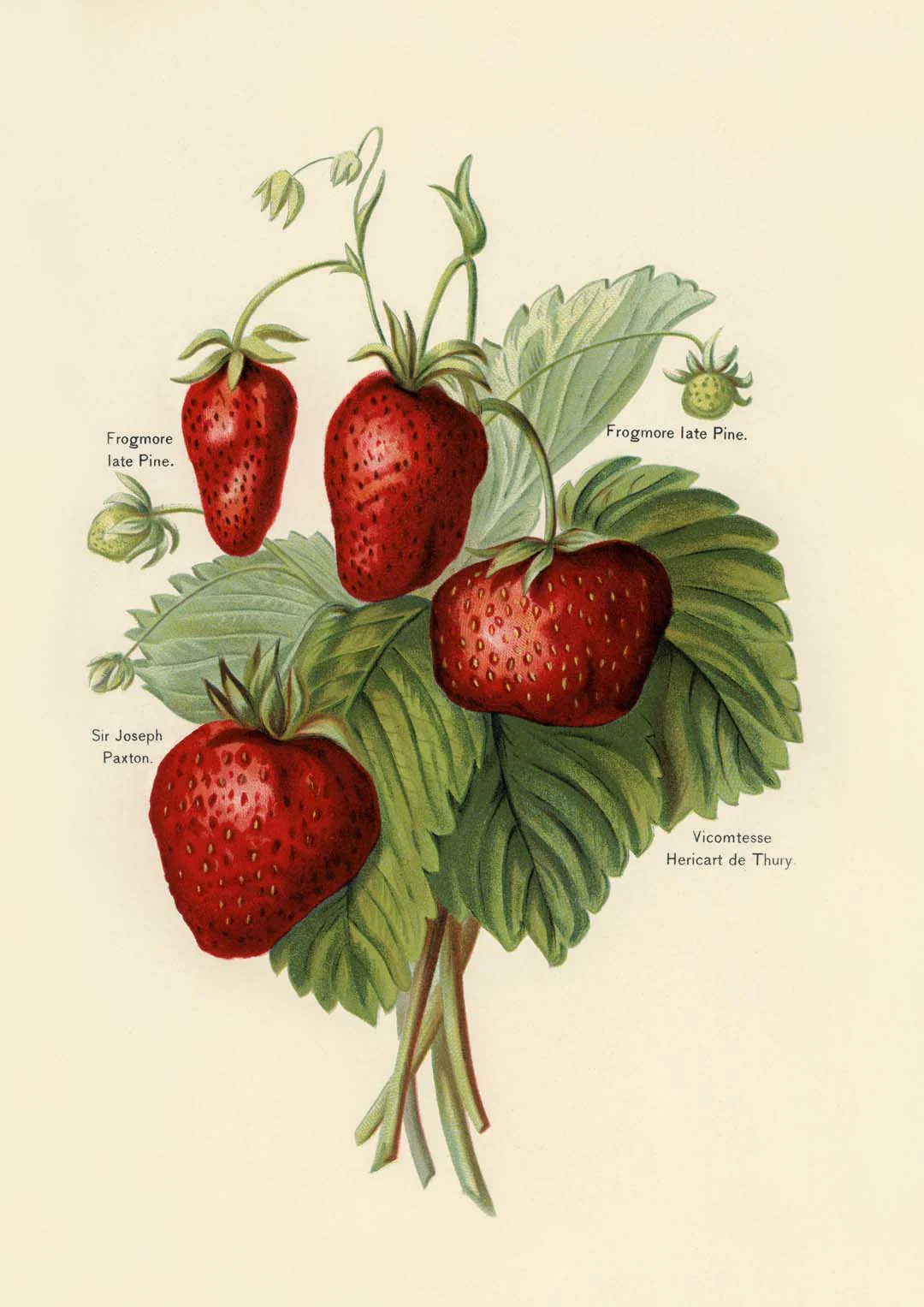 Frogmore Vicomtesse Erdbeeren Obst