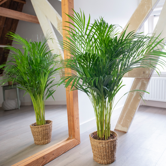 Palmier, Areca Dypsis - pot D.21 cm