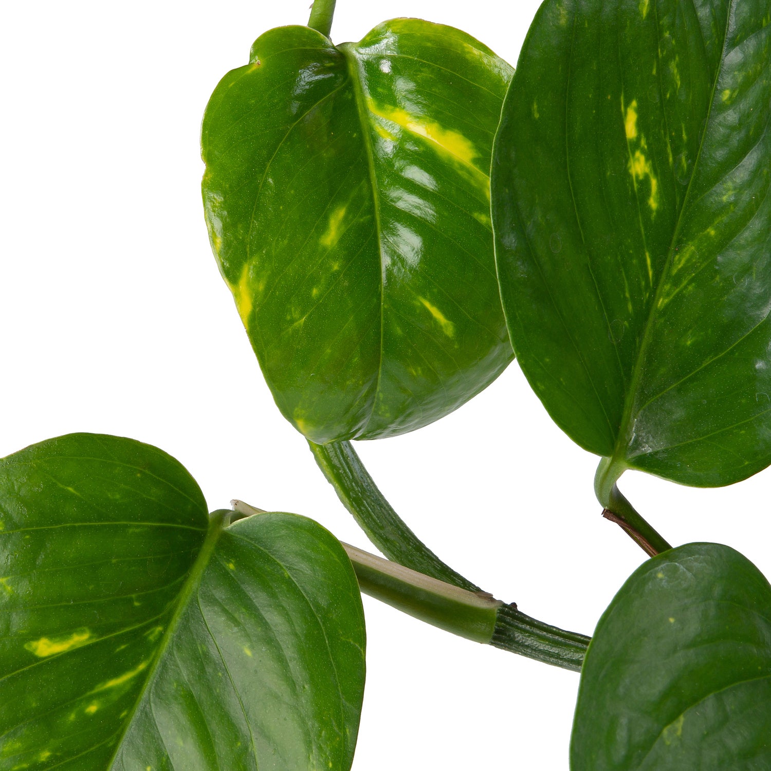 Drakenklimop in hangpot (Epipremnum pinnatum 'Aureum') D 14 H 50 cm