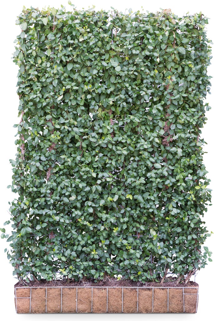 Kardinaalsmuts (Euonymus fortunei 'Dart's Blanket') D 120 x 20 H 180 cm