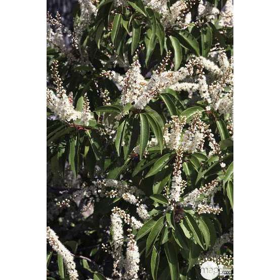 Prunus lusitanica : ctr 5 litres