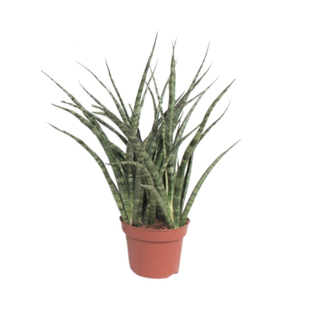 Plante d'intérieur - sansevieria fernwood punk 35.0cm