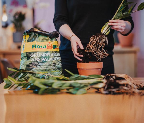Floragard Aktiv Grünpflanzen- und Palmenerde