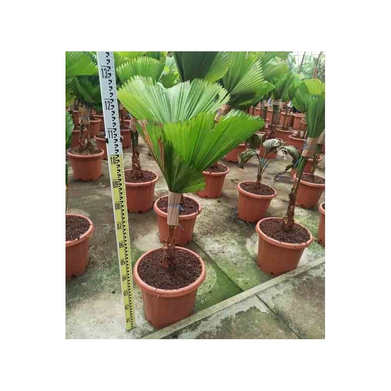 Licuala grandis (palmier cuillère) taille pot de 3 litres - 30/40cm