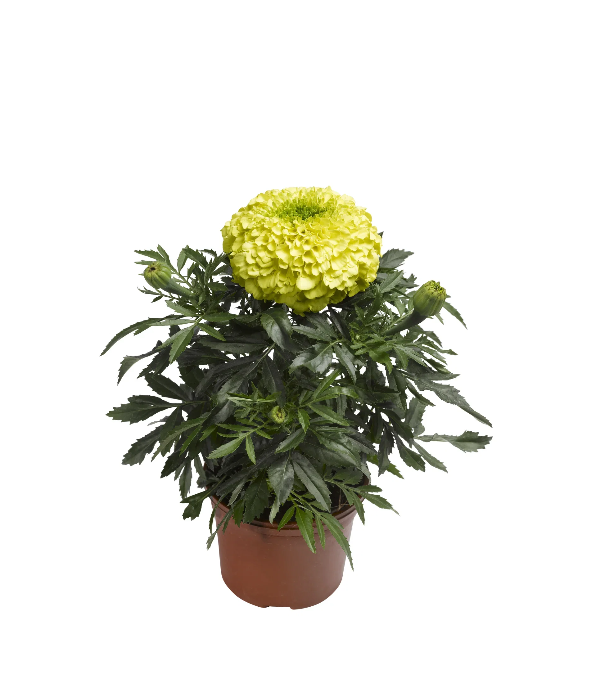 Tagetes big fl. 12 cm Fløyelsblomst stor Ø12 cm