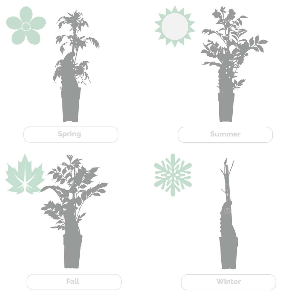 2x passiflora purple haze – passiflore – plante grimpante – facile d'entretien – ⌀15 cm - ↕60-70 cm