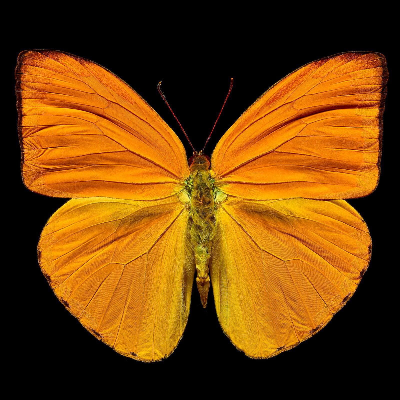 Butterfly IV by Heiko Hellwig - Limited Edition. Edition of: 150. Signed.