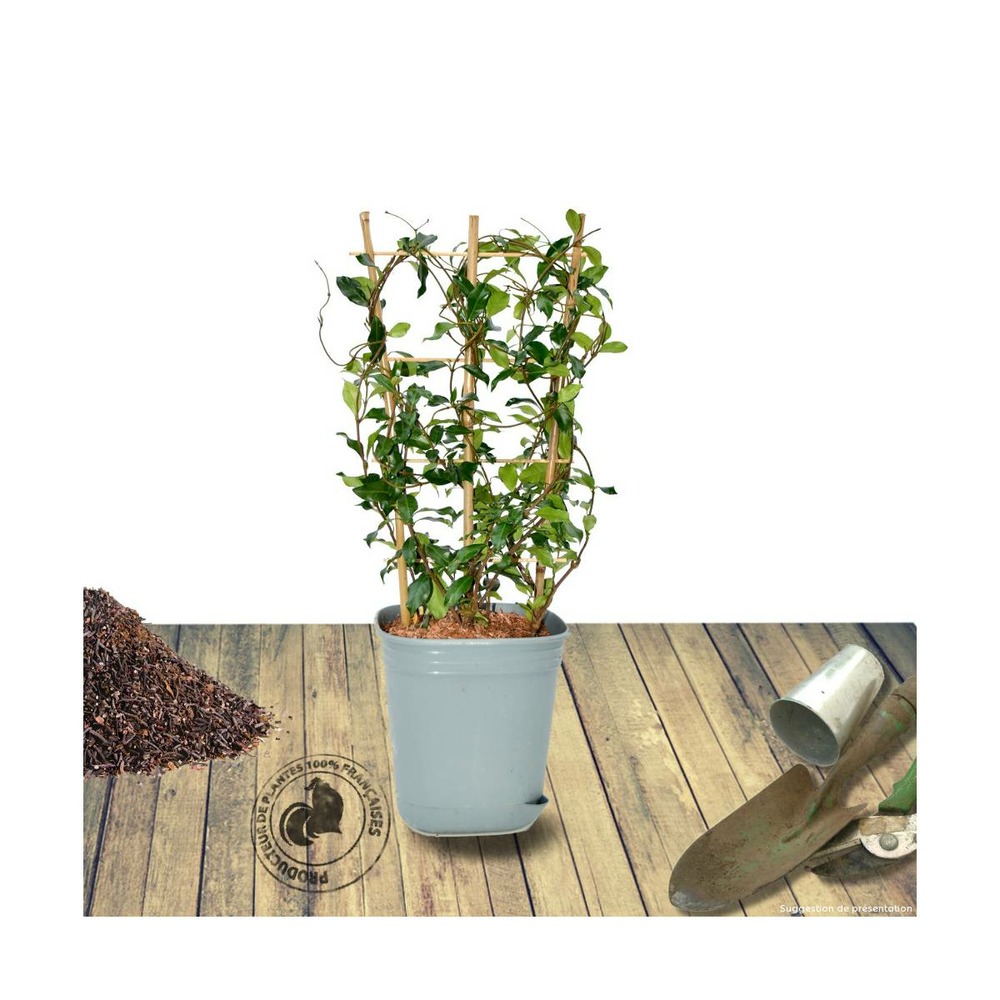 Jasmin étoilé winter ruby® 'trared'/trachelospermum winter ruby® 'trared'[-]godet - 5/20 cm