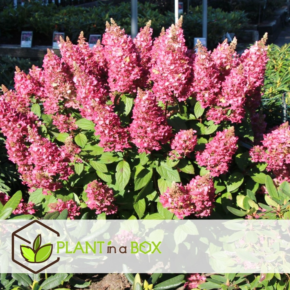 Hortensia 'pinky winky' - set de 2 - hortensia - pot 19cm - hauteur 25-40cm