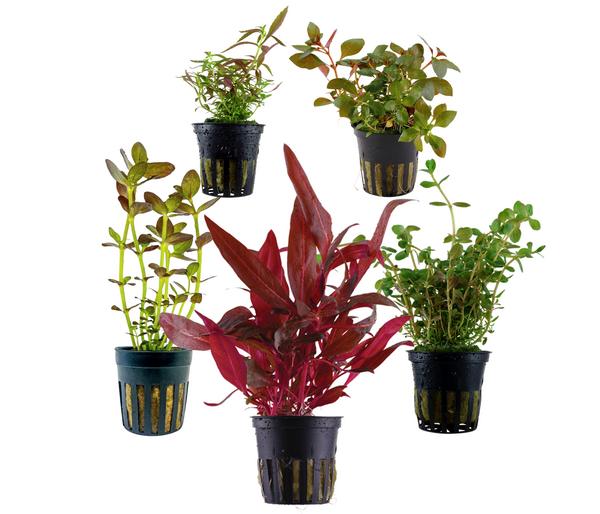 Dehner Aqua Aquarienpflanzen-Set bunter Topf