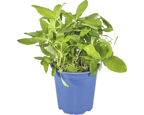 Biologische Salie FloraSelf Organic Salvia officinalis Ø 12 cm Pot