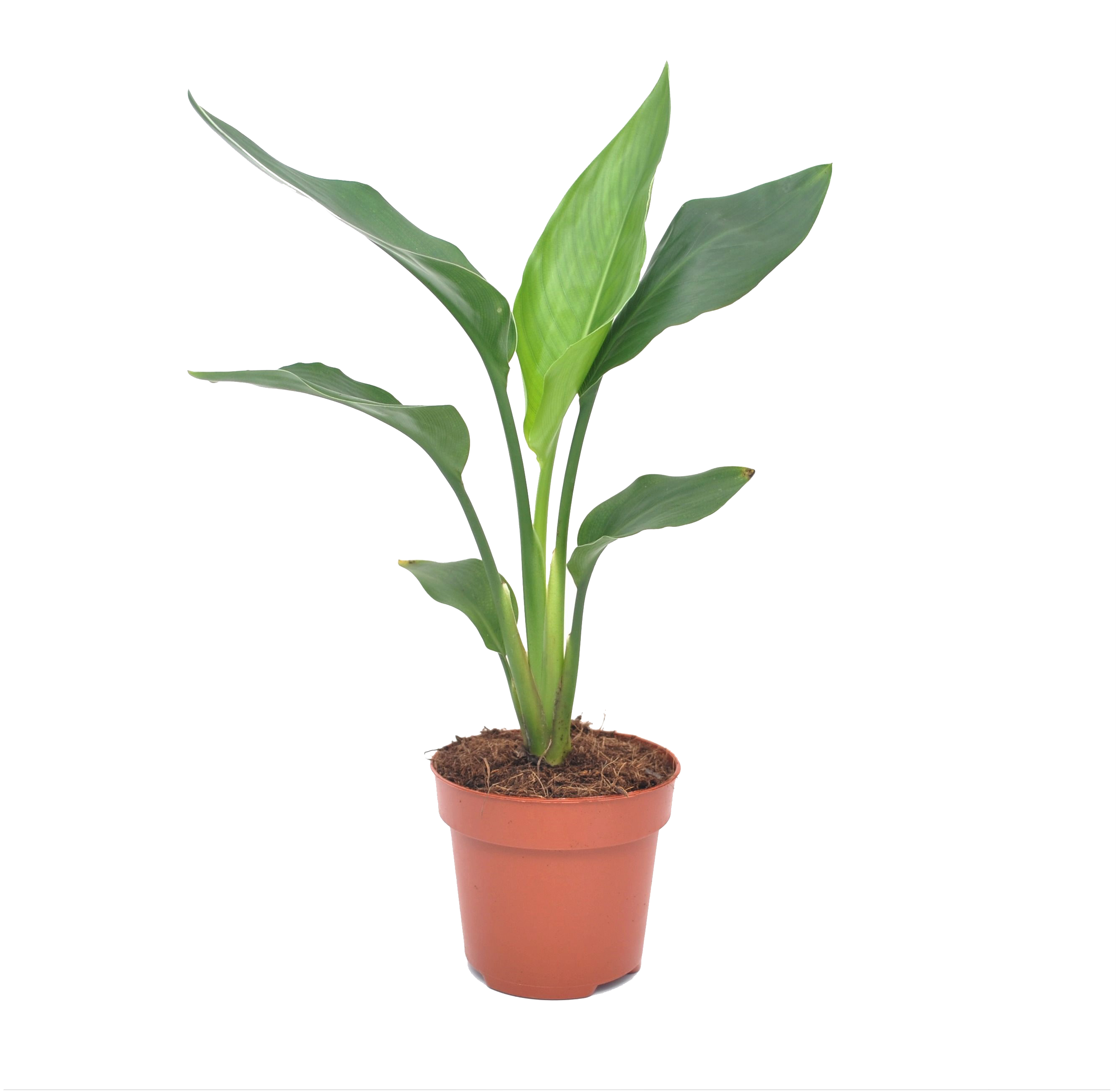 Strelitzia reginea - plante oiseau du paradis - pot 9cm - hauteur 25-40cm
