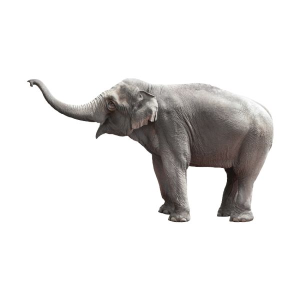 KEK AMSTERDAM Safari Friends Muursticker Elephant