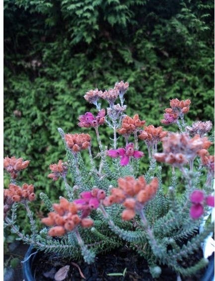 Gewone Dopheide (Erica tetralix) D 12 H 15 cm
