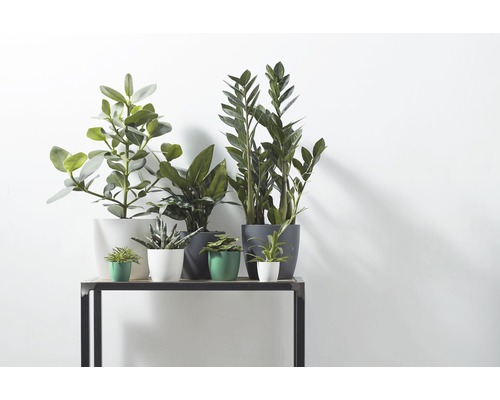 elho Brussels plantenbak, kunststof, Ø 9,5 cm, H 8 cm, antraciet