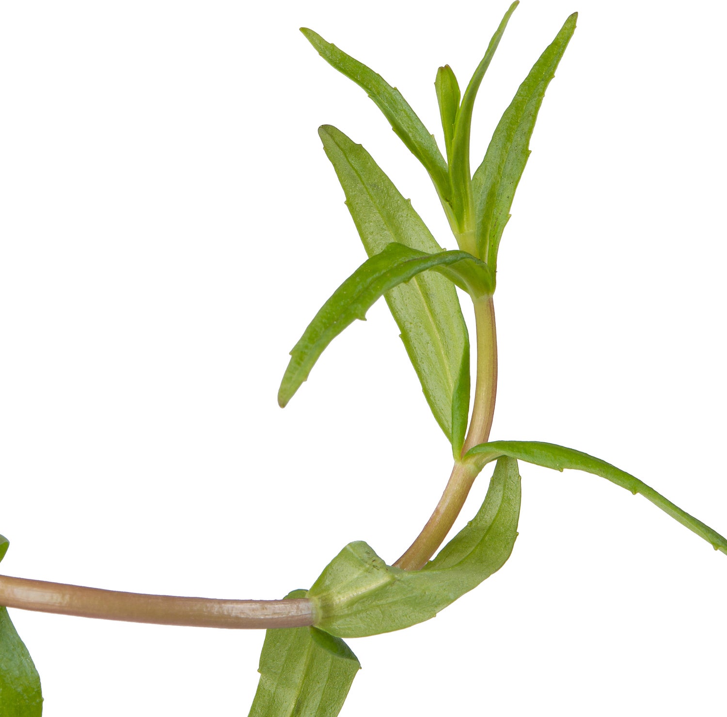 Genadekruid (Gratiola officinalis) D 9 H 20 cm