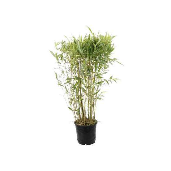 Bambou moyen phyllostachys aureosulcata 'Spectabilis': pot de 3 litres