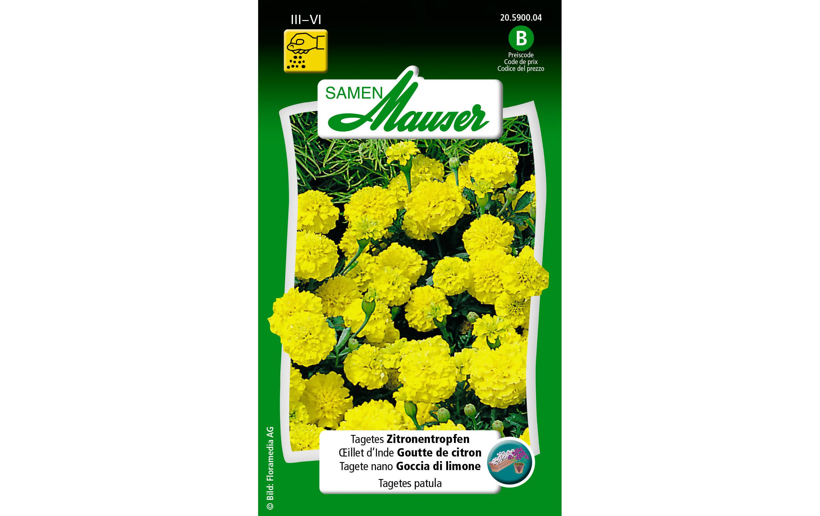 Saatgut Tagetes ZitronentropfenBlumensamen