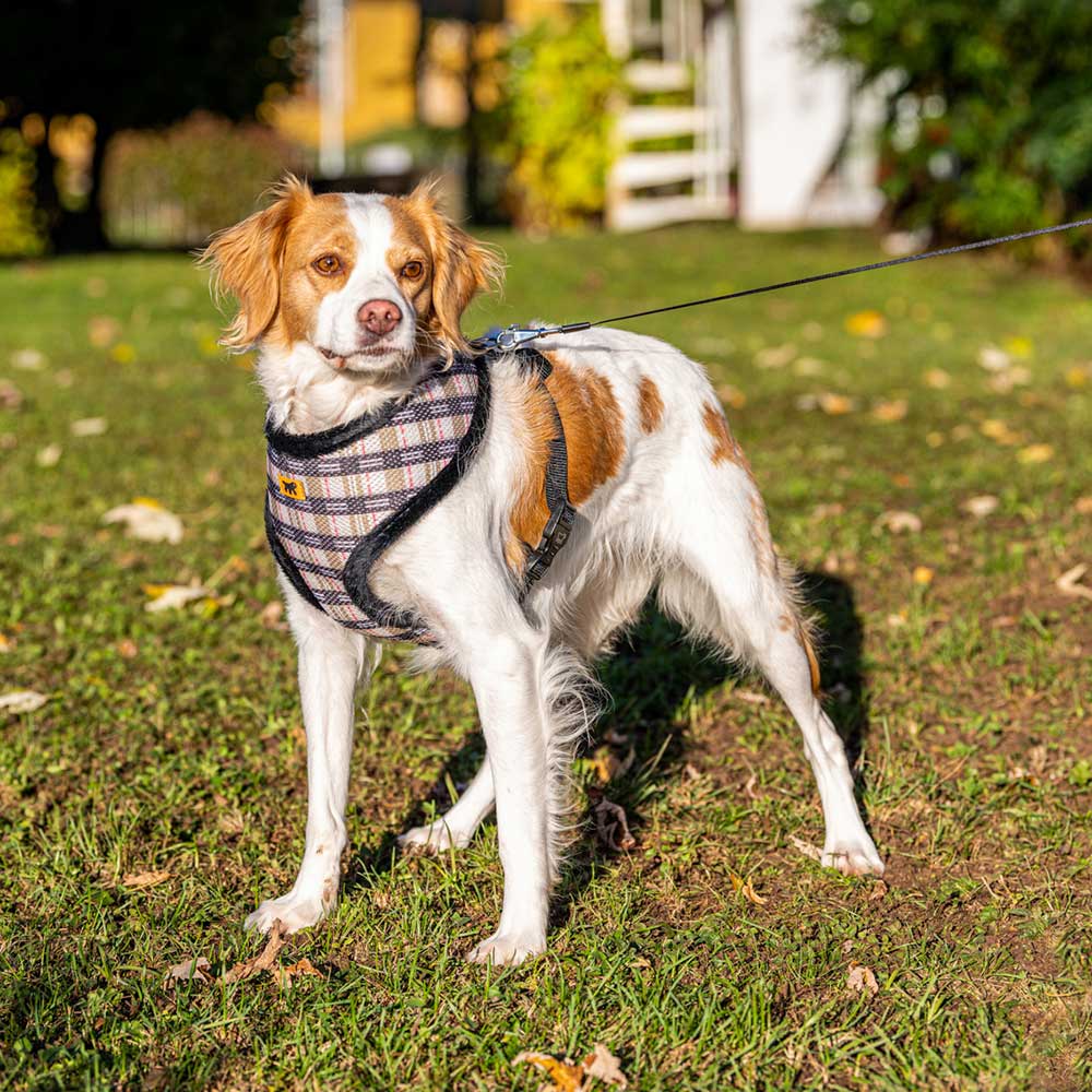 Nikita fur xl harnais pour chien, respirant, fourrure ecologique douce, sangle réglable, tartan