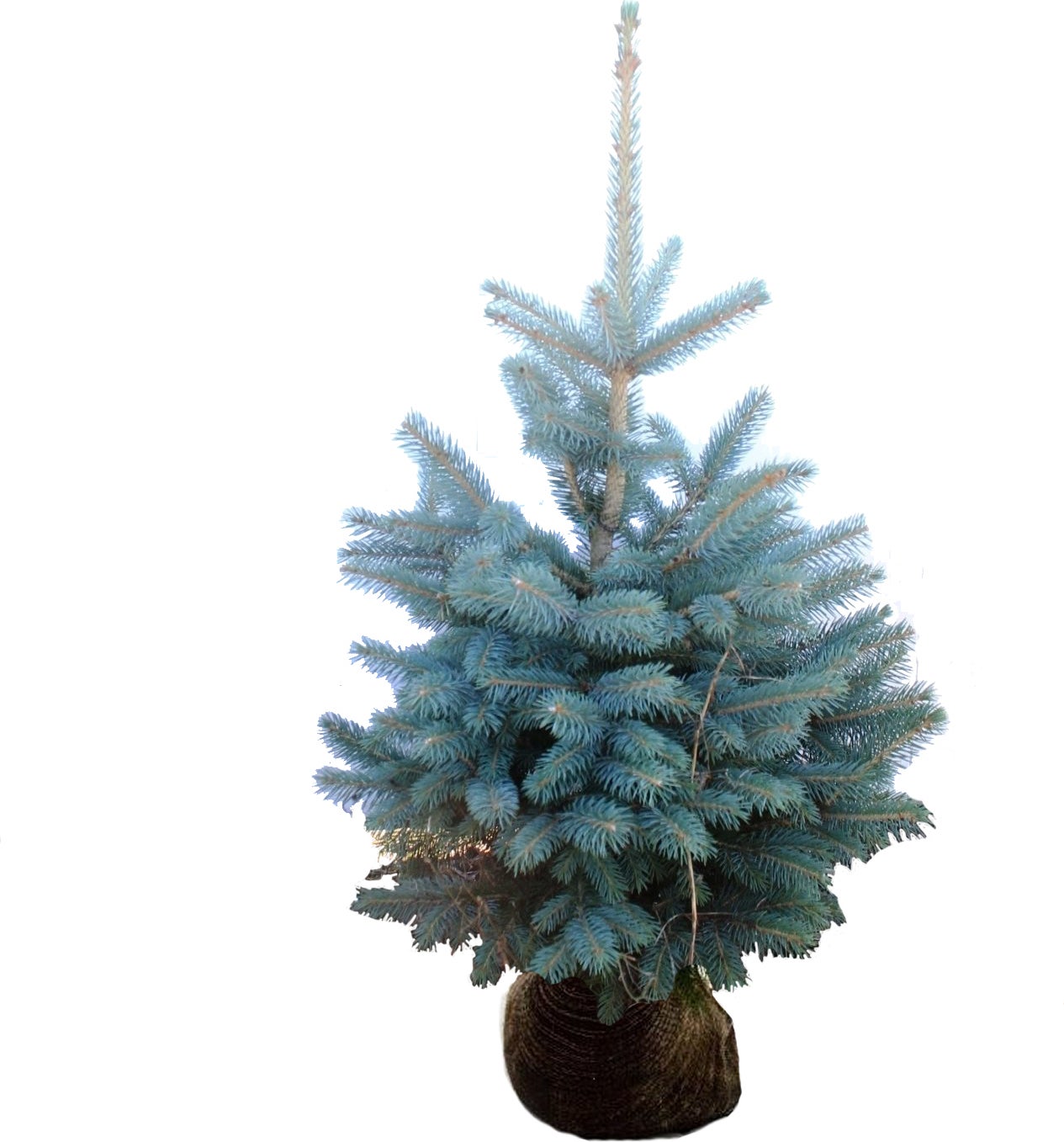 Blauwspar (Picea pungens 'Glauca') H 100 cm