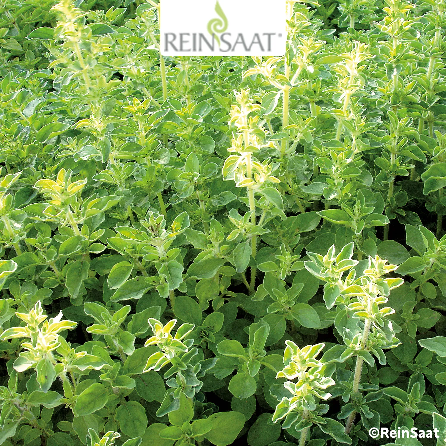 Saatgut Würzoregano Samothrake