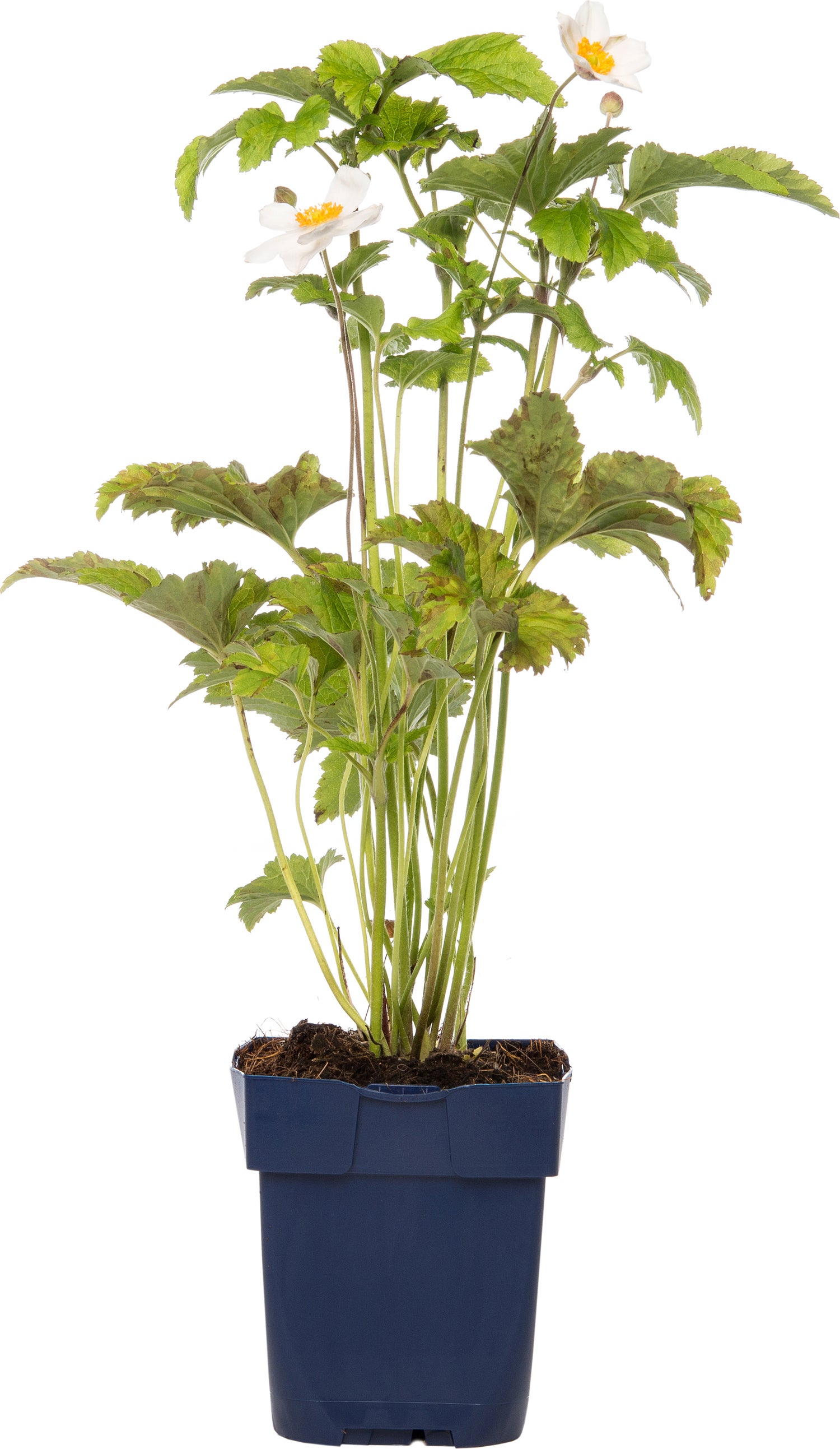 Herfstanemoon (Anemone hybrida 'Honorine Jobert') D 11 H 10 cm