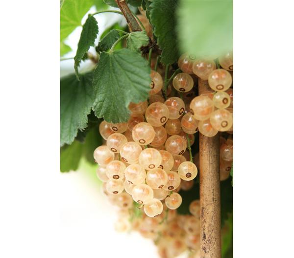 Johannisbeere 'Weiße Versailler'