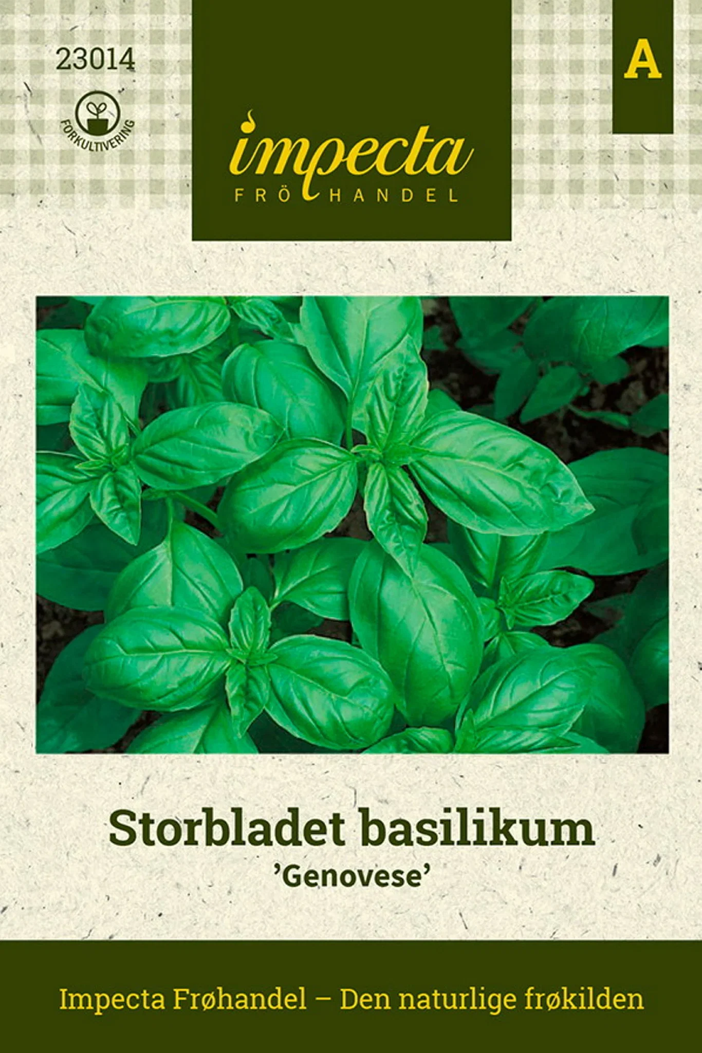 Ocimum basilicum 'Genovese' Storbladet basilikum 'Genovese'