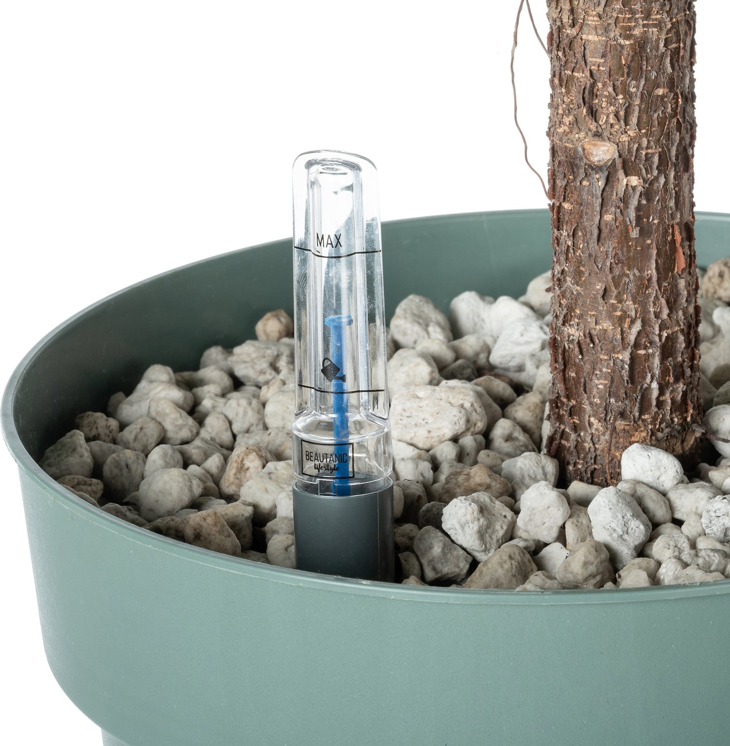Vioolbladplant op stam (Ficus lyrata) D 27 H 140 cm