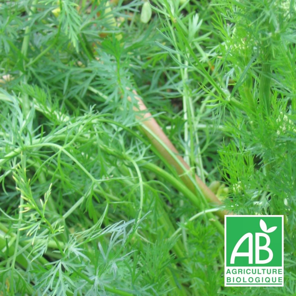 Cumin des près, carvi bio/carum carvi[-]lot de 9 godets