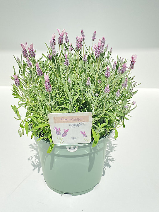 Lavande Stoechas blanche/roze 2L