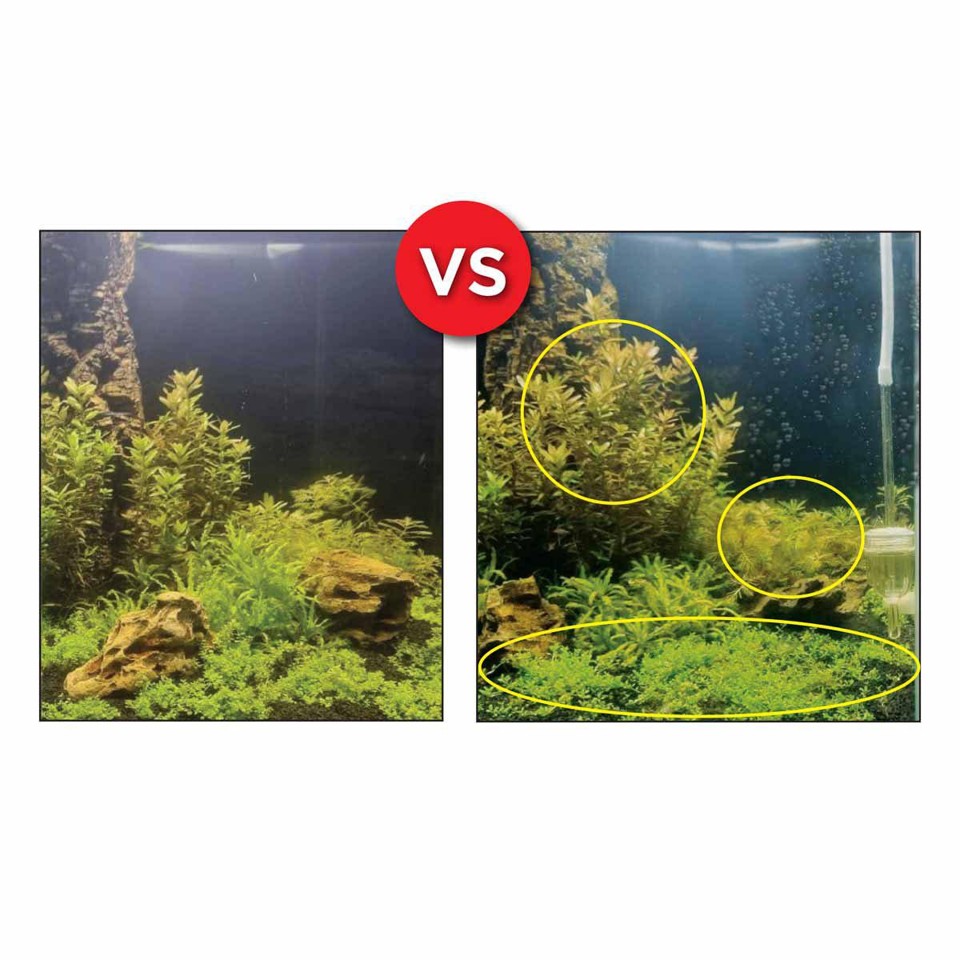 Fluval - Bio Co2 Sæt 250L