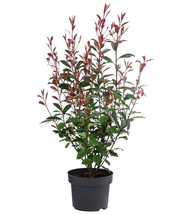 Glanzmispel 'Carré Rouge'