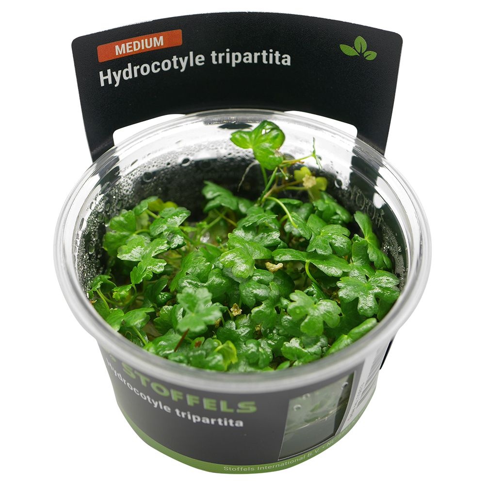 Waterplant Hydrocotyle Tripartita in-vitro | Aquariumplant