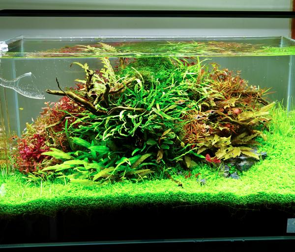 Chihiros Aquariumbeleuchtung LED-System A II