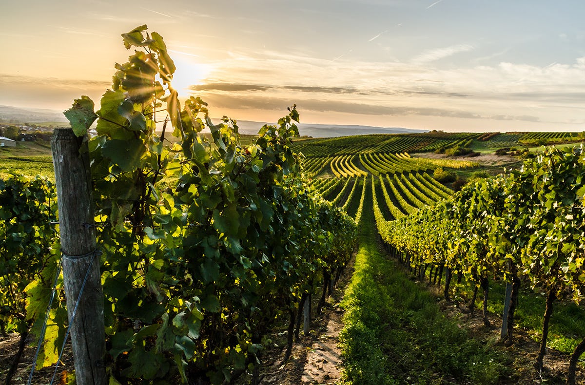 Weinprobe Schriesheim