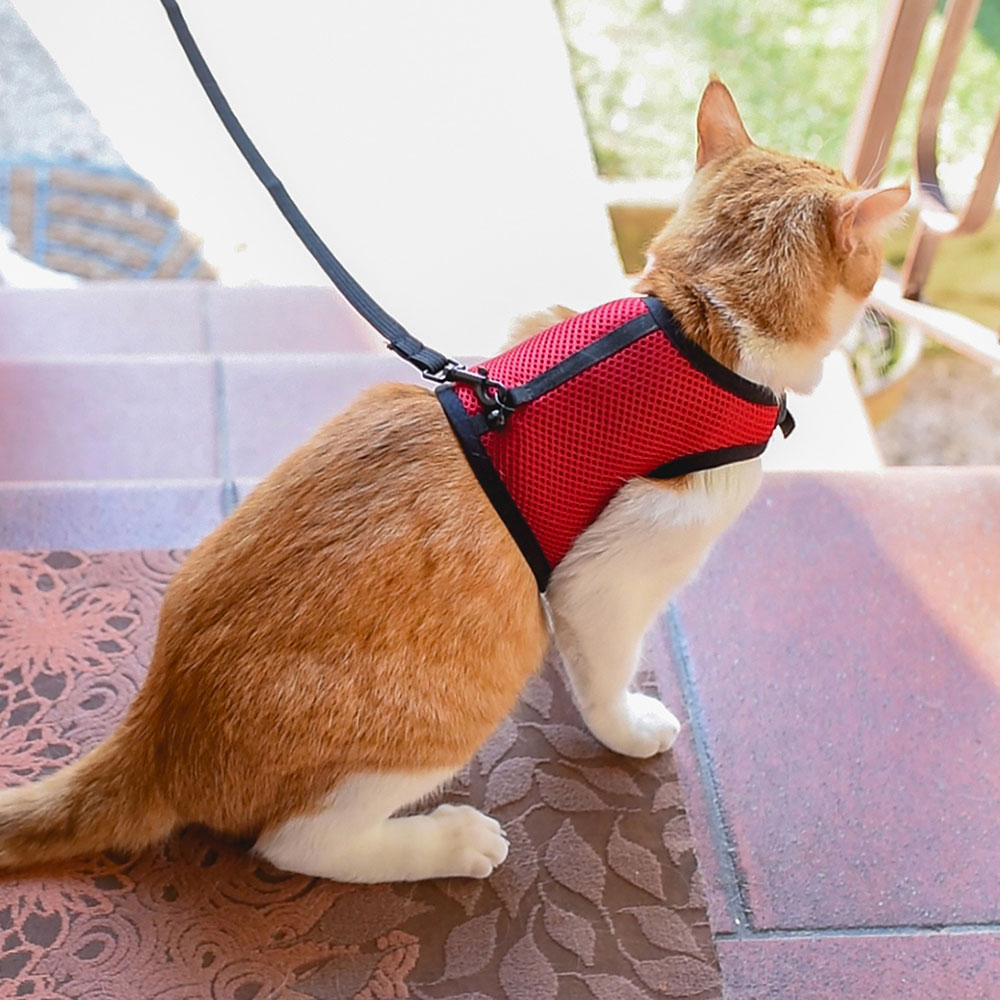 Harnais pour chats jogging extra large, en filet perforé, avec laisse élastiquée